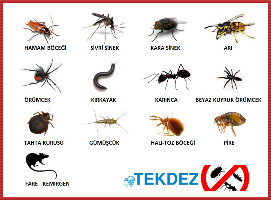 böcek ilaçlama